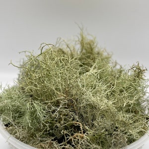 Beard Lichen Usnea Subfloridana Fresh Picked and Live image 2