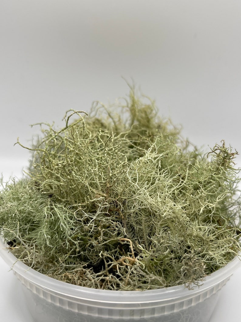 Beard Lichen Usnea Subfloridana Fresh Picked and Live image 2