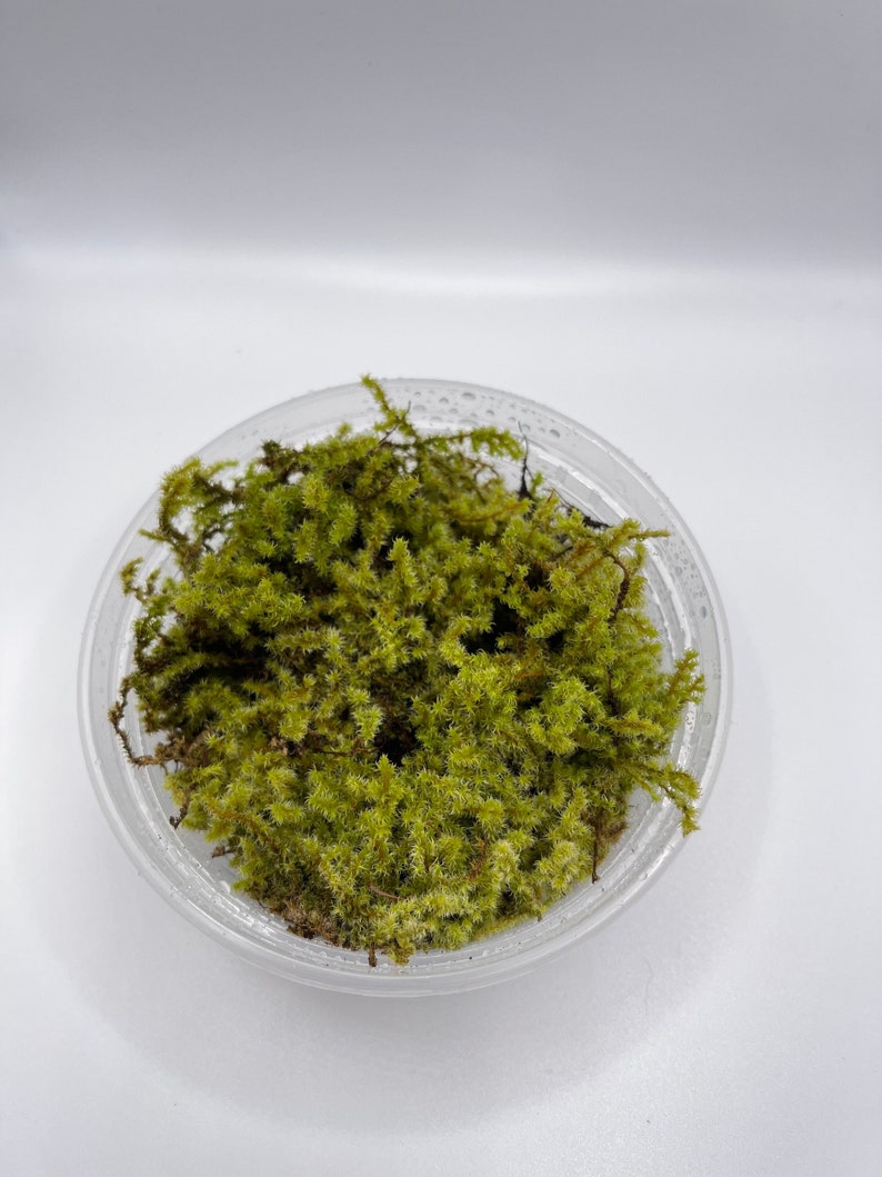 Electrified Cat tail Moss Live Terrarium Moss Free Etsy