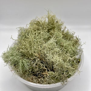 Beard Lichen Usnea Subfloridana Fresh Picked and Live image 4