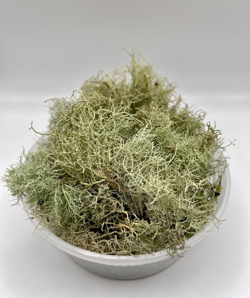 Beard Lichen Usnea Subfloridana Fresh Picked and Live image 4