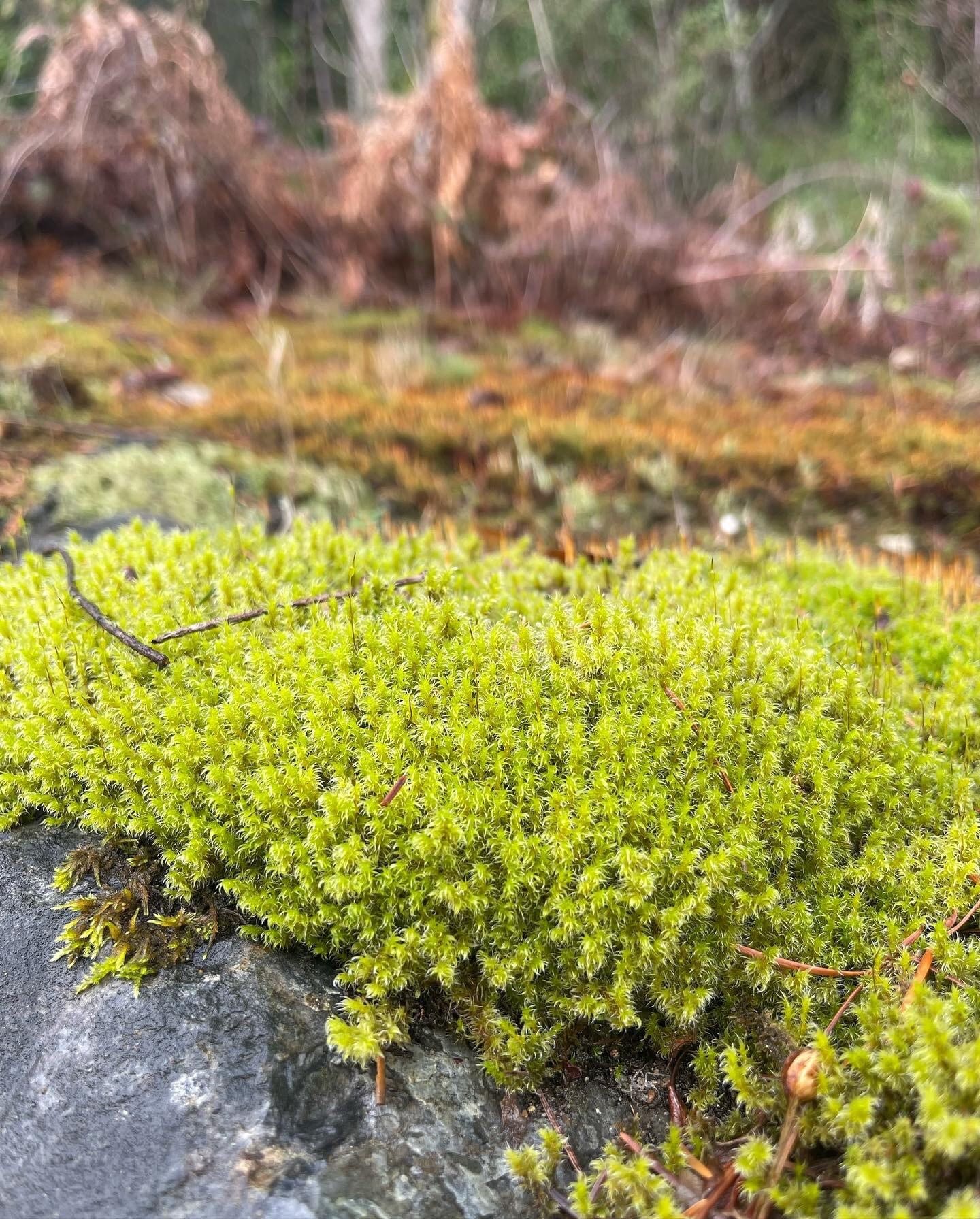 Live Fresh Sphagnum Moss Healthy for Terrariums Orchids