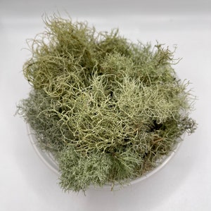 Beard Lichen Usnea Subfloridana Fresh Picked and Live image 5