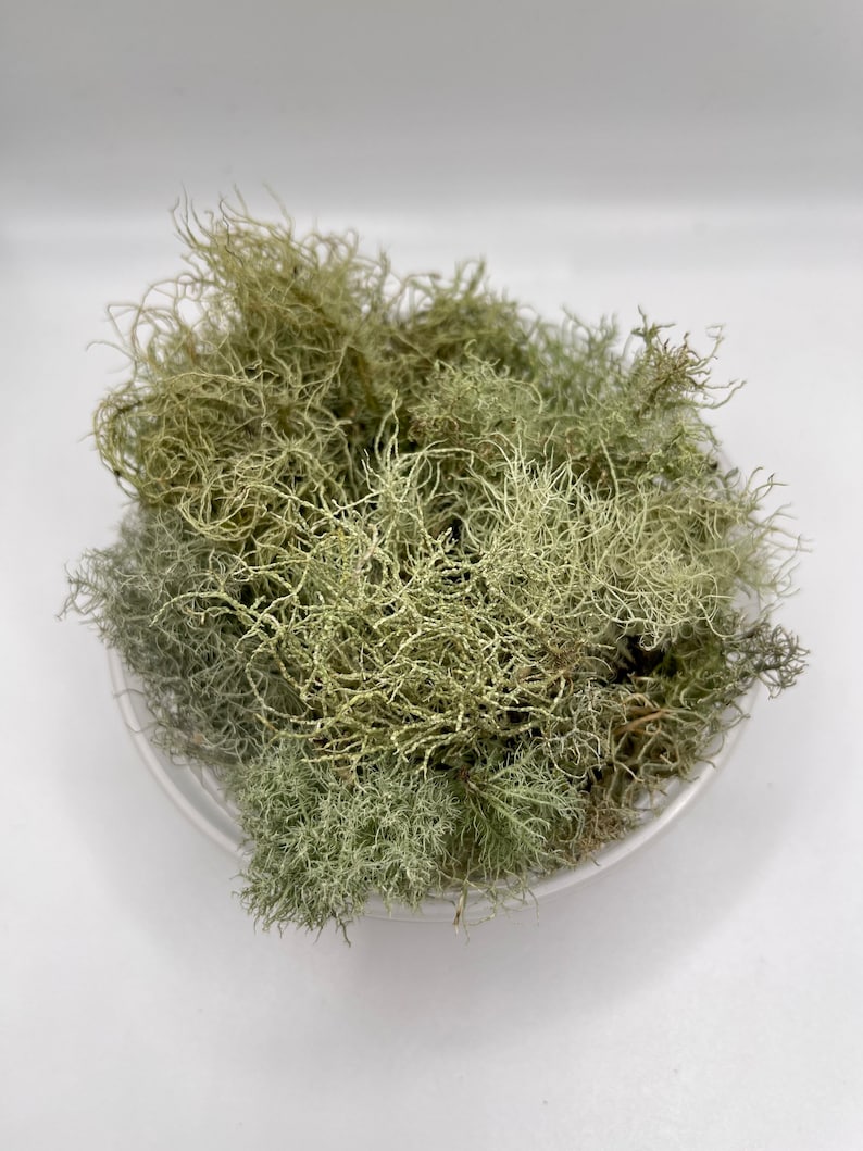 Beard Lichen Usnea Subfloridana Fresh Picked and Live image 5