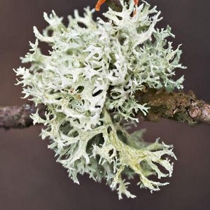 Fresh Oakmoss Lichen Evernia Prunastri Not Dry image 1