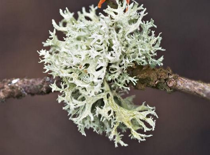 Fresh Oakmoss Lichen Evernia Prunastri Not Dry image 1