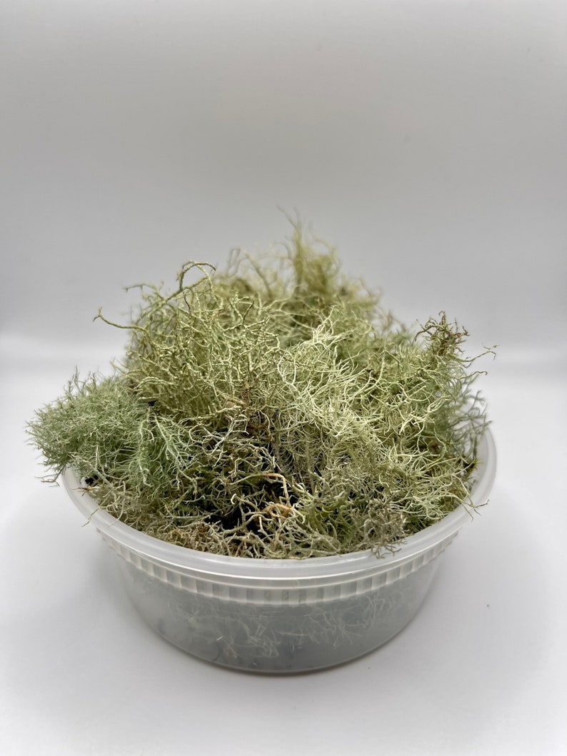 Beard Lichen Usnea Subfloridana Fresh Picked and Live image 3