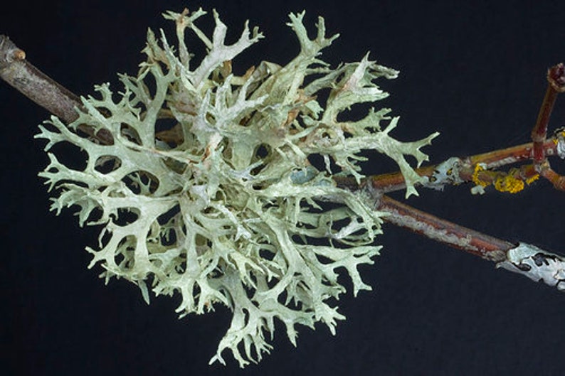 Fresh Oakmoss Lichen Evernia Prunastri Not Dry image 2