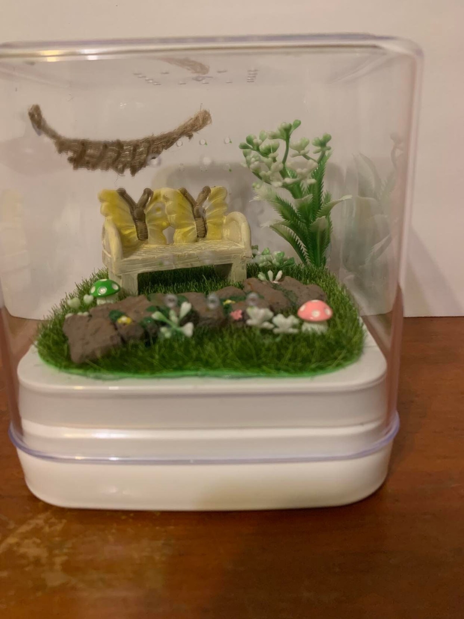 Jumping Spider Enclosures Etsy