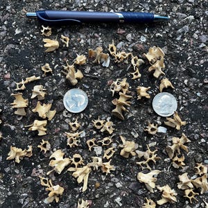 May include: A collection of small, beige animal vertebrae scattered on a dark, textured surface. Two US quarter coins and a blue pen are also present, providing scale. The vertebrae vary in shape and size, with visible details.