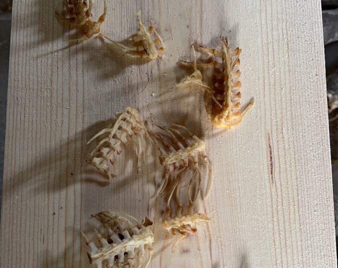 Beetle Clean Gar Spine Bones / Fish Bones for All Etsy