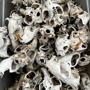 May include: A collection of animal skulls, primarily white and off-white in color, fills the frame. The skulls vary in size and shape, with visible teeth and bone structures. The image suggests a natural history or taxidermy theme.