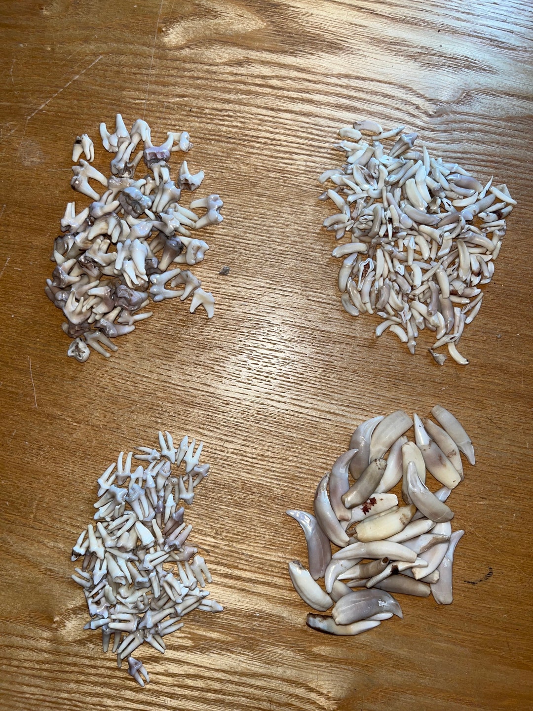 Nature Cleaned Raccoon Teeth Multiple Variations Lots Available Etsy nature-cleaned-raccoon-teeth-multiple-variations-lots-available-etsy