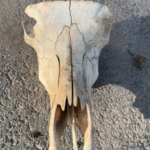 Nature cleaned yak skull top ( 1 )  craft grade