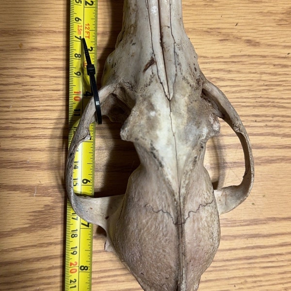 Read description - coyote  skull nature cleaned lots of teeth  ( 1 )