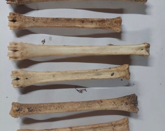 Read description - deer leg bones nature cleaned