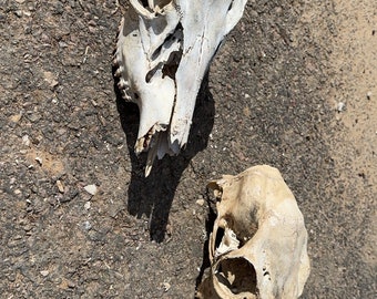 Read description - ( 2 ) Doe skulls great shape ethically sourced