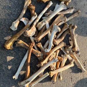 May include: A collection of animal bones, varying in size and shape, are scattered on a concrete surface. The bones display a range of colors, from off-white to tan and brown, with some showing signs of weathering. The arrangement suggests a natural, organic theme.