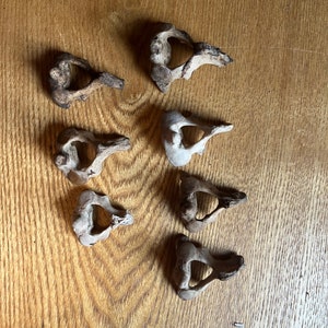 May include: Six light brown animal bones, possibly vertebrae, arranged in a vertical row on a wooden surface.