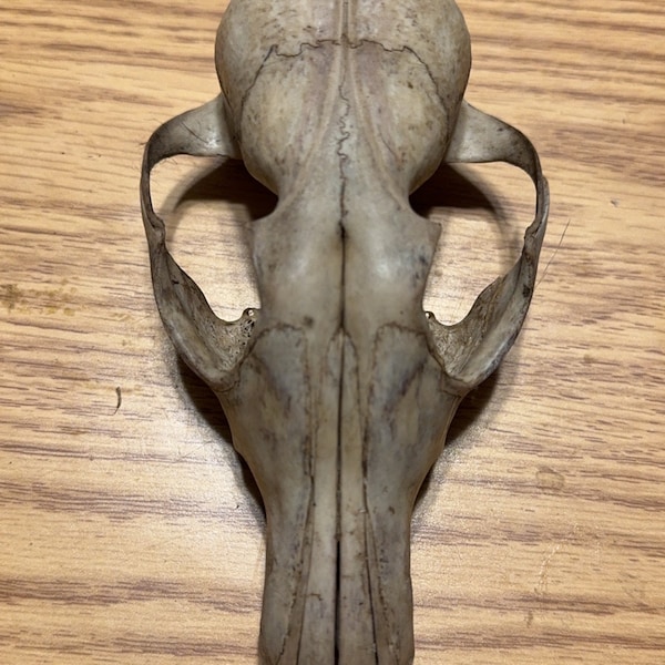 Nature cleaned craft fox skull top ( 1 )