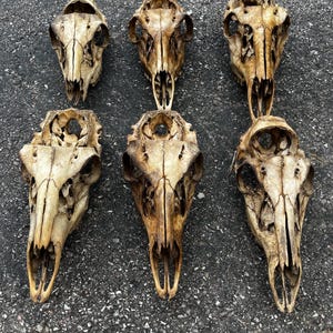 May include: Six weathered animal skulls with visible bone structure and natural color variations. The skulls are arranged in two rows of three, showcasing the intricate details of the skeletal remains. Ideal for unique decor or artistic projects.