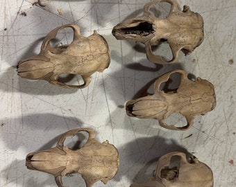 Read description - 2 nature  cleaned beaver craft  skull lot