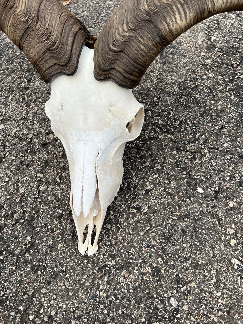 Aoudad Ram Skull Etsy