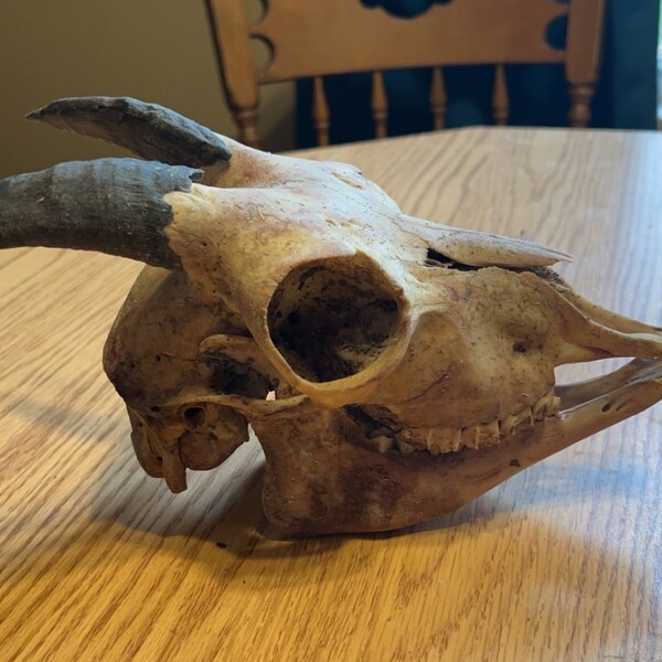 Read description - beetle cleaned only goat skull with jaw