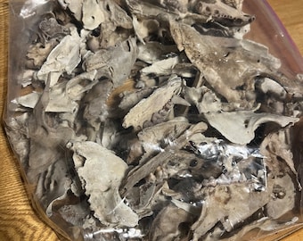 read description - bone boxes 80-100 bones!!!!   Nature cleaned