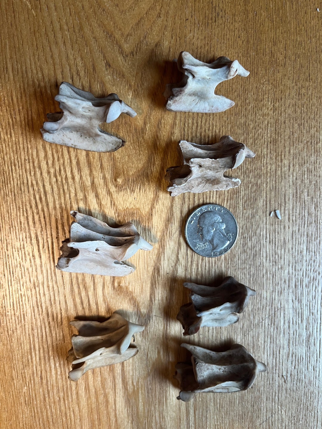 Nature Cleaned Fox Neck Axis Vertebra…