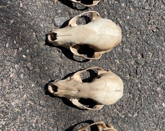 Nature cleaned raccoon skull top ( 1 )