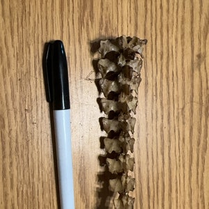 Read description - craft grade porcupine tail bone