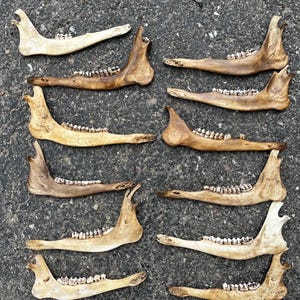 Deer Jaws Lots