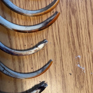 May include: A set of seven curved, ivory-colored bone pieces with brown and orange accents. The pieces are arranged in a semi-circle on a wooden surface.