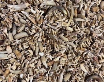 Nature Cleaned Animal Teeth lot ( 45-50 per bag ). Multiple Variations Available