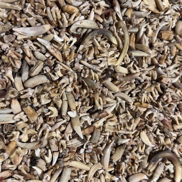 Nature Cleaned Animal Teeth lot ( 45-50 per bag ). Multiple Variations Available