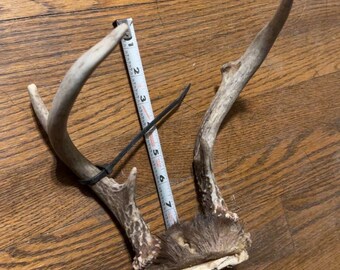 Whitetail deer antlers, rack, horns