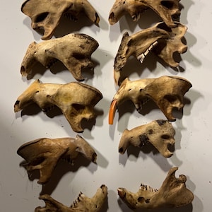 May include: A collection of ten small, beige animal jawbones with teeth. The bones are arranged in two rows on a white surface.