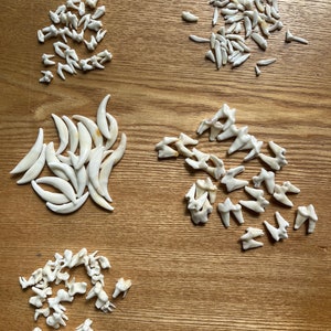 Cleaned & Whitened FOX Teeth Lots. Multiple variations available ( Canines, Molars, Single root, Double root)