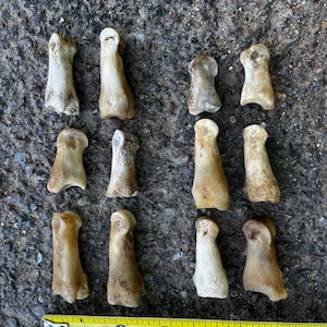 May include: Twelve small, off-white animal bones arranged in three rows of four. A yellow measuring tape is below the bones, showing measurements from 1 to 6 inches.