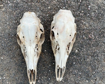 Read description - ( 1  ) Doe skulls great shape ethically sourced