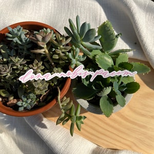 Latin Sticker, "dona Nobis Pacem" Sticker, "grant Us Peace" 7x1 INCH