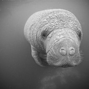 Manatee Photo - Sweet Face