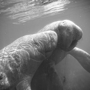 Manatee Photograph