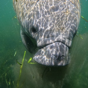 Manatee Photograph