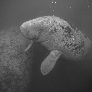 Manatee Photograph