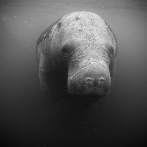 Manatee Photograph