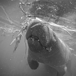 Manatee Photograph