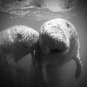 Manatee Photograph