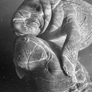Manatee Photograph